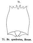 Brachionus leydigii f. quadratus