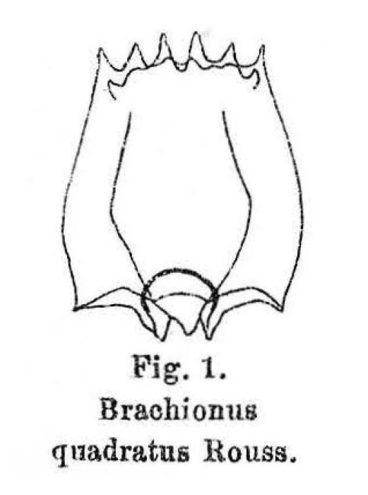 Brachionus leydigii f. quadratus