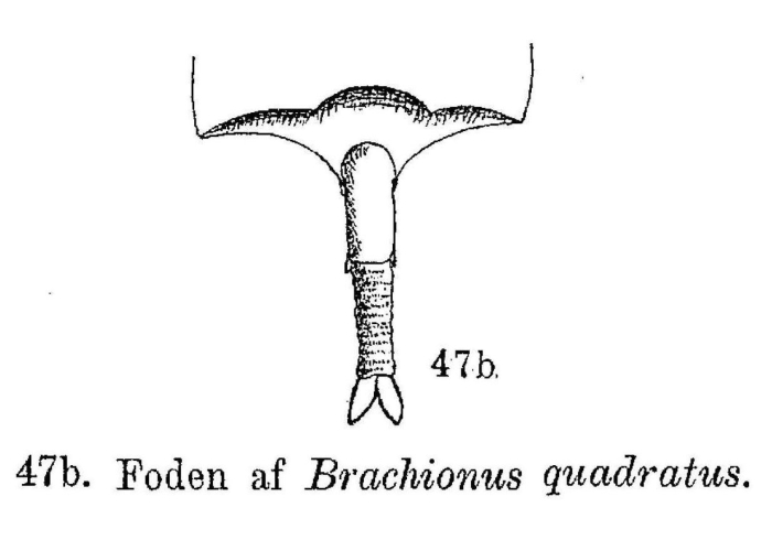 Brachionus leydigii f. quadratus