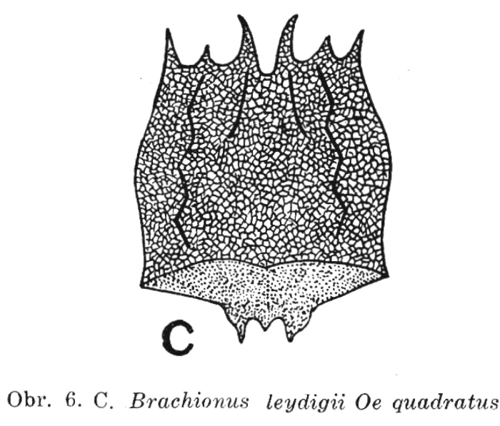 Brachionus leydigii f. quadratus