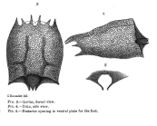 Brachionus leydigii f. quadratus - Original description image