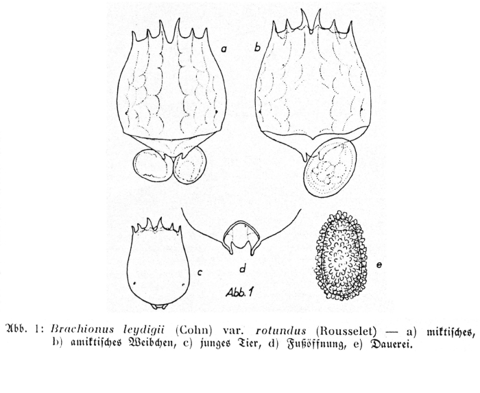 Brachionus leydigii rotundus