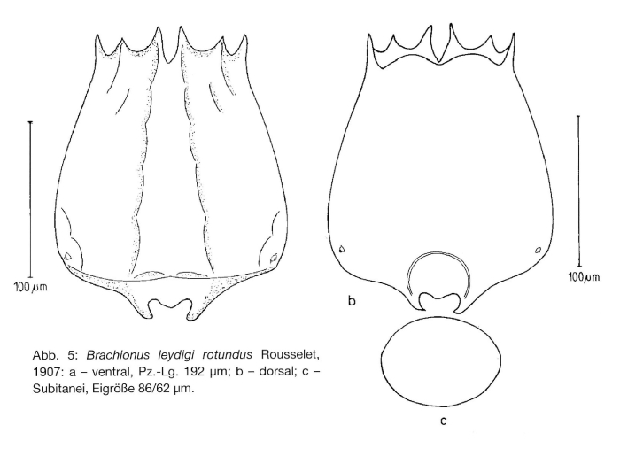 Brachionus leydigii rotundus