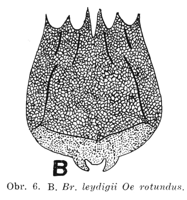 Brachionus leydigii rotundus