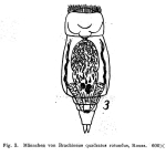 Brachionus leydigii rotundus