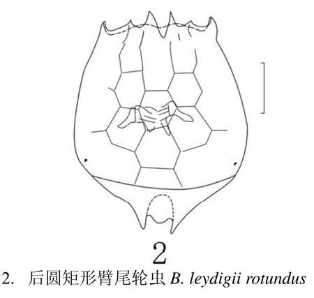 Brachionus leydigii rotundus