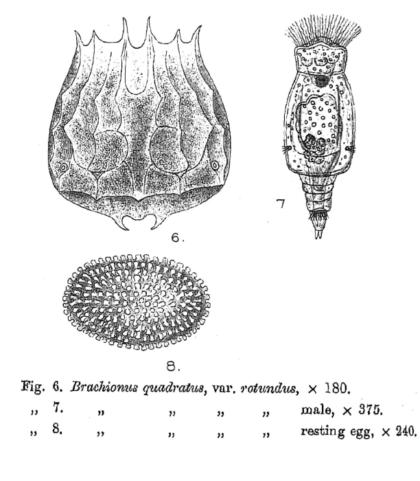 Brachionus leydigii rotundus - Original description image