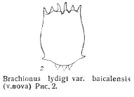 Brachionus leydigii var. baicalensis - Original description image