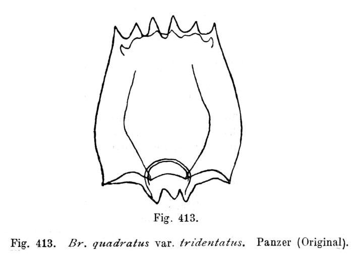 Brachionus leydigii var. tridentatus