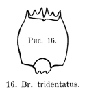 Brachionus leydigii var. tridentatus