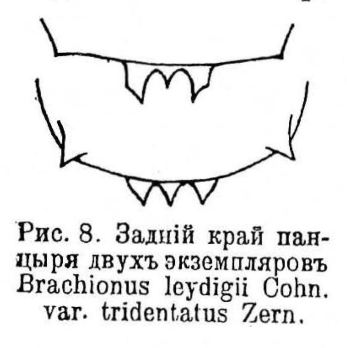 Brachionus leydigii var. tridentatus