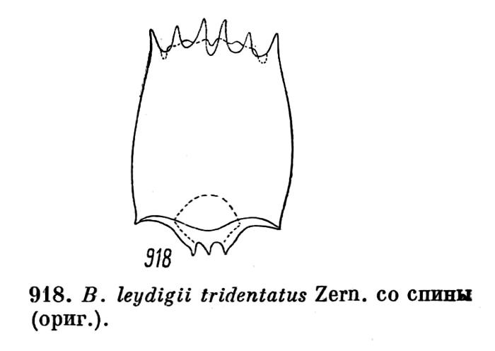 Brachionus leydigii var. tridentatus