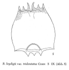 Brachionus leydigii var. tridentatus