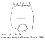 Brachionus leydigii var. tridentatus