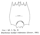 Brachionus leydigii var. tridentatus