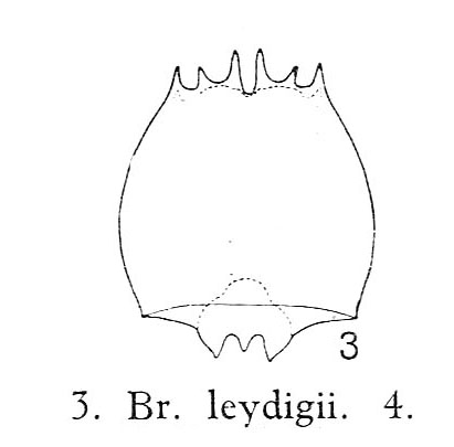Brachionus leydigii var. tridentatus