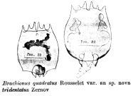 Brachionus leydigii var. tridentatus - Original description image