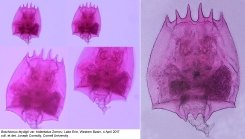 Brachionus leydigii var. tridentatus
