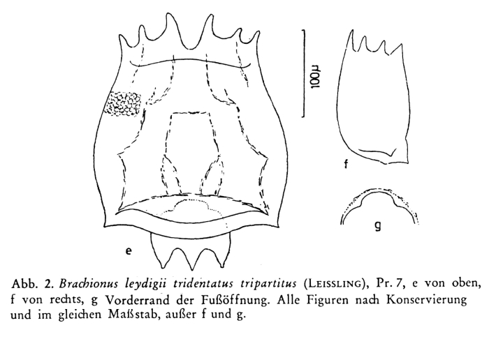 Brachionus leydigii var. tridentatus f. tripartitus