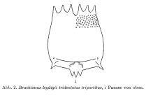 Brachionus leydigii var. tridentatus f. tripartitus