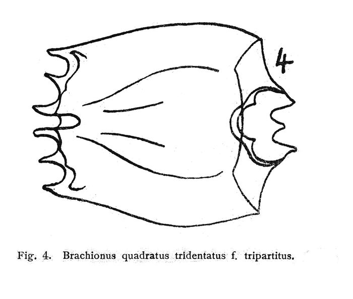 Brachionus leydigii var. tridentatus f. tripartitus - Original description image