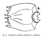 Brachionus leydigii var. tridentatus f. tripartitus - Original description image