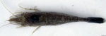 Crangon crangon (Linnaeus, 1758) 