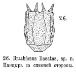 Brachionus lineatus - Original description image