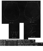 Brachionus longipes - Original description image