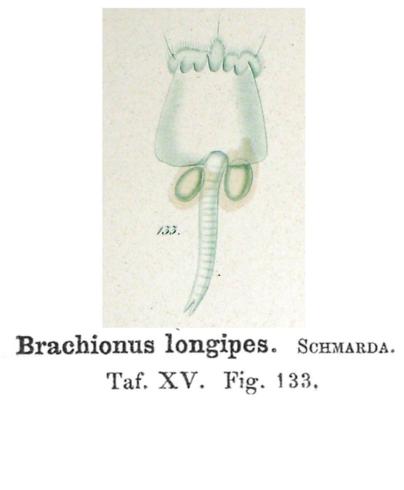 Brachionus longipes - Original description image