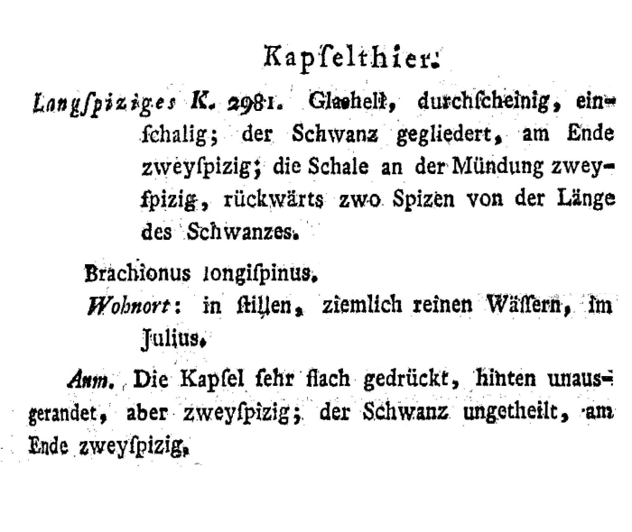 Brachionus longispinus - Original description image