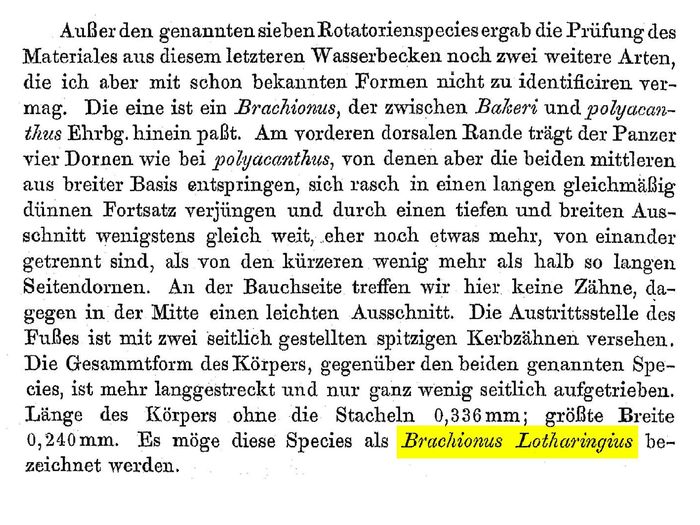 Brachionus lotharingius - Original description image