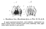 Brachionus lyra - Original description image