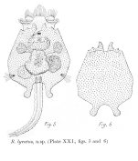 Brachionus lyratus - Original description image