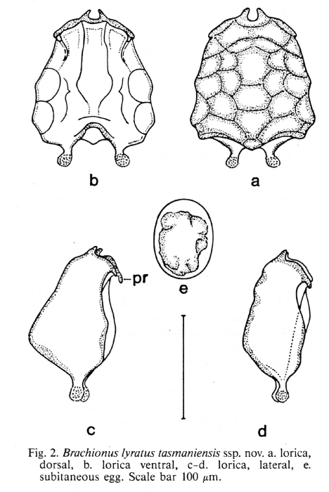 Brachionus lyratus tasmaniensis - Original description image