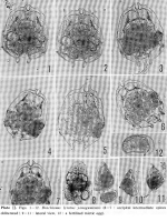Brachionus lyratus yonaguniensis - Original description image