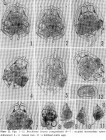 Brachionus lyratus yonaguniensis - Original description image