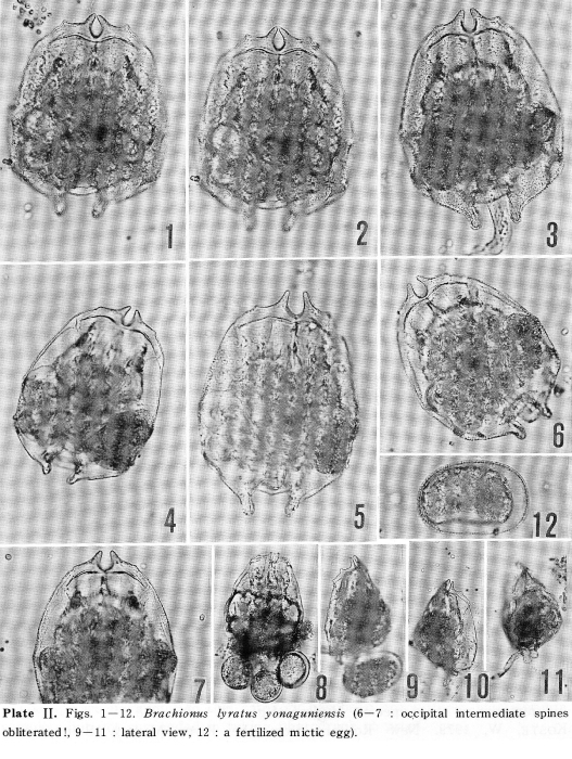 Brachionus lyratus yonaguniensis - Original description image