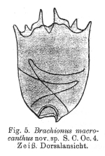 Brachionus macrocanthus - Original description image