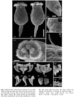 Brachionus manjavacas - Original description image