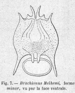 Brachionus melhemi f. minor - Original description image