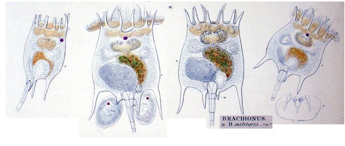 Brachionus militaris