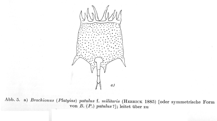 Brachionus militaris