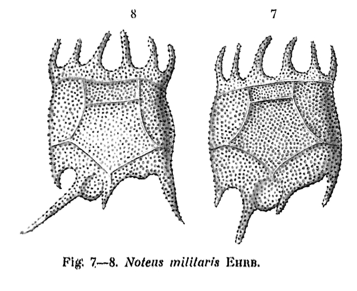Brachionus militaris