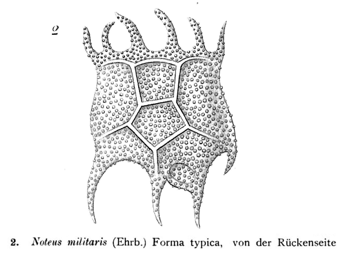 Brachionus militaris