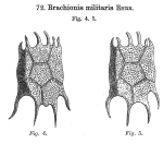 Brachionus militaris