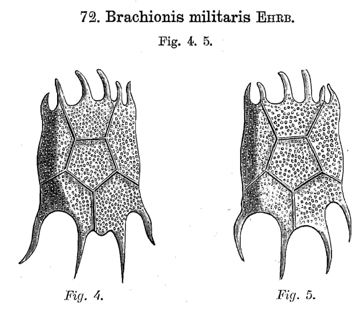 Brachionus militaris
