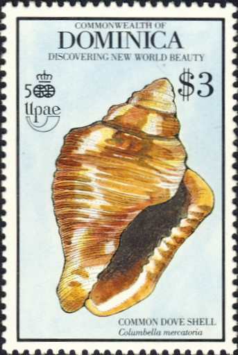 Columbella mercatoria Columbella mercatoria