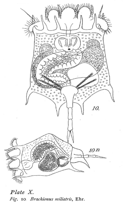 Brachionus militaris