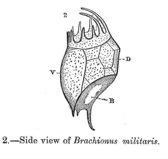 Brachionus militaris